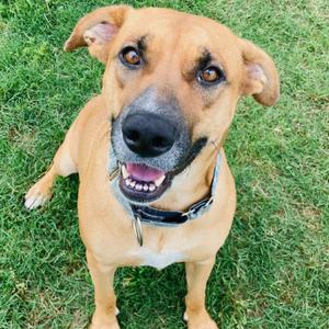 Pretzel, Black Mouth Cur, adult, available for adoption