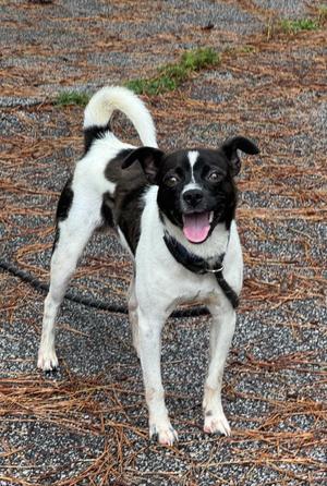 Oreo, Jack Russell Terrier, adult, available for adoption