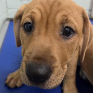 Coco, Treeing Walker Coonhound, puppy, available for adoption