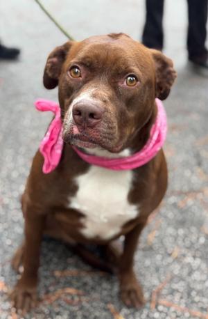 Tink, Mixed Breed, adult, available for adoption