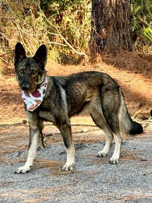 Dutchess, German Shepherd Dog, adult, available for adoption