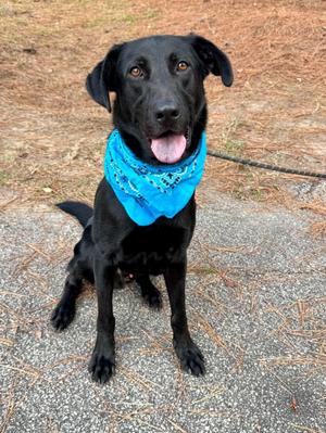 Max, Mixed Breed / Black Labrador Retriever, young, available for adoption