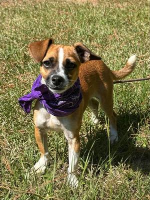Yale, Mixed Breed, young, available for adoption