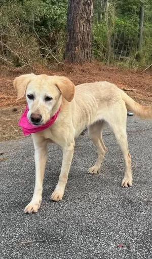 Monica, Yellow Labrador Retriever, adult, available for adoption
