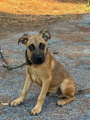 A brown puppy sitting on a gravel path, looking directly at the camera with its ears perked up.