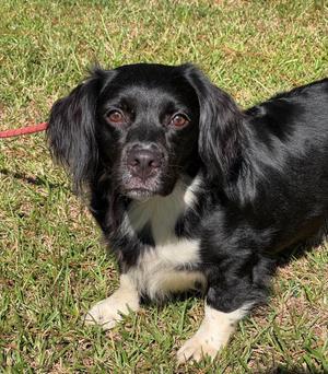 Cannoli (low rider), Mixed Breed, adult, available for adoption