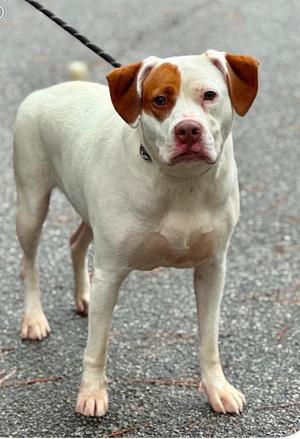 A white dog with brown patches on its ears and face, standing on a paved surface. The dog is wearing a collar and is attached to a leash.
