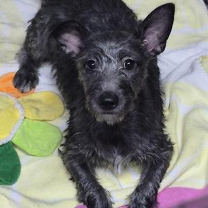 Alfie, Maltese / Chiweenie, puppy, available for adoption