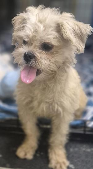 A small, fluffy dog with light-colored fur and its tongue out, sitting on a blue surface.