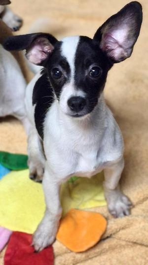 Greedo, Rat Terrier / Chiweenie, puppy, available for adoption