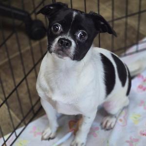 Rosie, Pug, young, available for adoption
