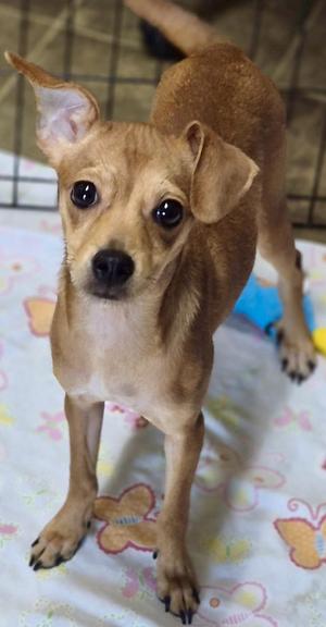 Lily, Chihuahua, young, available for adoption