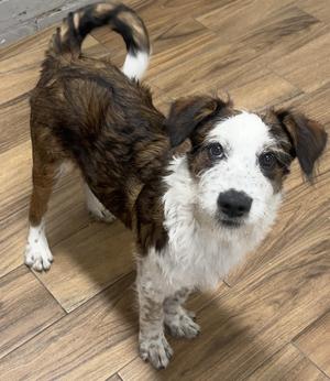 Loki, Australian Shepherd / Terrier, young, available for adoption