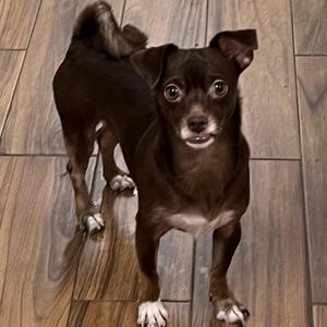 Fanny Mae, Chihuahua, young, available for adoption