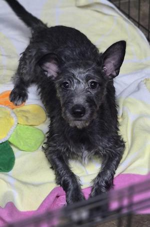 Alfie, Maltese / Chihuahua, young, available for adoption