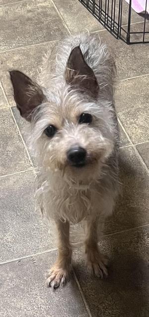 A small, scruffy dog with light-colored fur and dark eyes stands on a tiled floor, looking up at the camera.