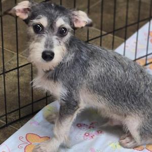 A small gray and white dog with floppy ears standing in a cage.