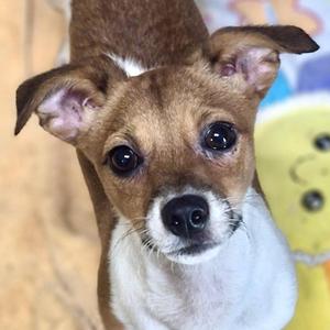 Grogu, Rat Terrier / Chiweenie, puppy, available for adoption