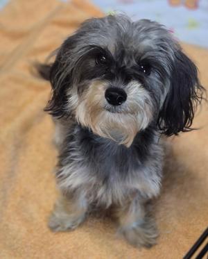 Sadie, Maltipoo, adult, available for adoption