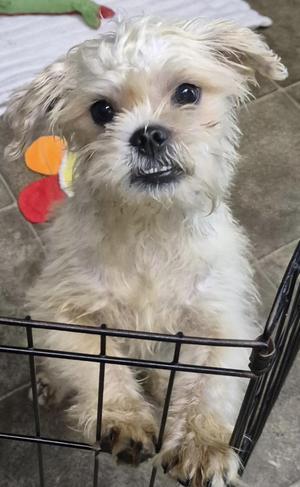 A small, fluffy white dog with a colorful toy on its head, sitting in a black wire crate.
