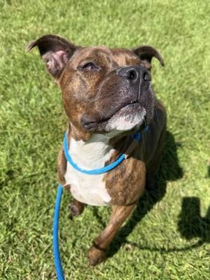 Atticus, Pit Bull Terrier / Mixed Breed, adult, available for adoption