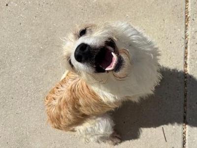Creme, Mixed Breed, adult, available for adoption