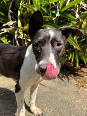 Breezy, Labrador Retriever / Mixed Breed, adult, available for adoption