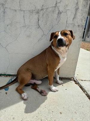 Clover, Pit Bull Terrier / Mixed Breed, adult, available for adoption