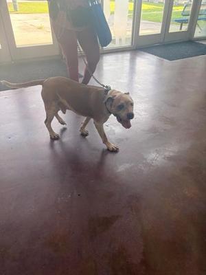 a dog walking on a leash inside a building