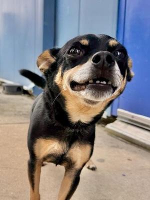 Buddy, Chihuahua / Mixed Breed, adult, available for adoption