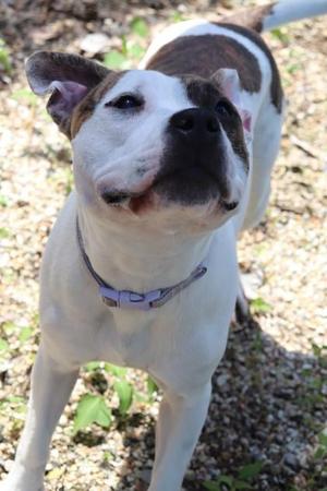 Frannie (in Foster), Pit Bull Terrier / Mixed Breed, adult, available for adoption