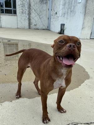 Brownie, Mixed Breed, adult, available for adoption