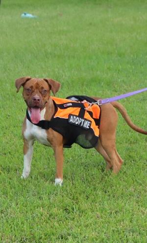 A brown and white dog wearing an orange and black vest with the words "ADOPT ME" on it, standing on a grassy field.