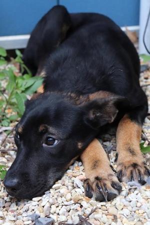 Becky Zor-El, Mixed Breed, puppy, available for adoption