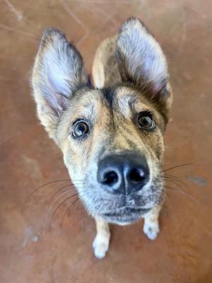 A close-up of a dog looking up at the camera with its ears perked up.