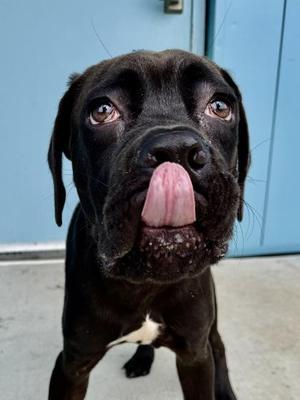Cane, Cane Corso / Mixed Breed, puppy, available for adoption