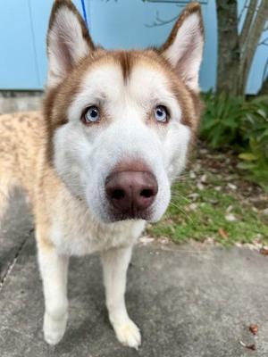 Blu, Siberian Husky / Mixed Breed, adult, available for adoption