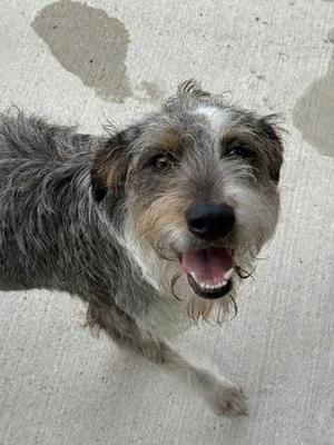 a happy dog with shaggy fur looking up at the camera