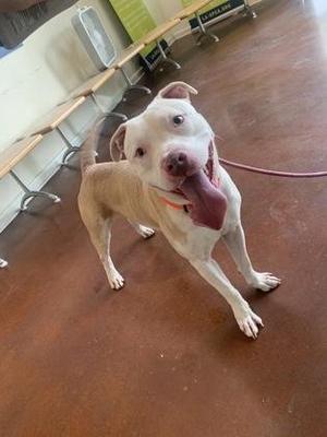 A light-colored dog with a pink tongue sticking out, standing on a wooden floor.