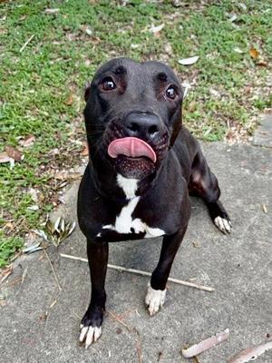 Bella, Pit Bull Terrier / Mixed Breed, adult, available for adoption