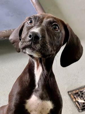 Bootsie, Hound / Mixed Breed, puppy, available for adoption