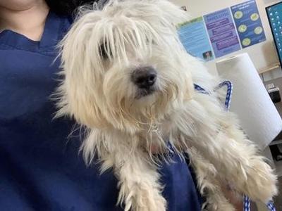 Diamond, Maltese / Mixed Breed, adult, available for adoption