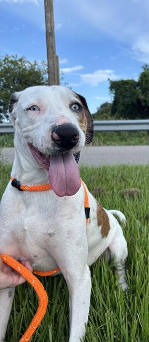 Blitz, Catahoula Leopard Dog / Mixed Breed, adult, available for adoption