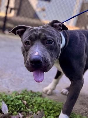Fella (NLOL Training), Pit Bull Terrier / Mixed Breed, adult, available for adoption
