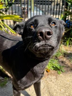 Evander, Labrador Retriever / Mixed Breed, adult, available for adoption