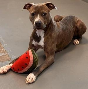 Georgia, Pit Bull Terrier / Mixed Breed, adult, available for adoption