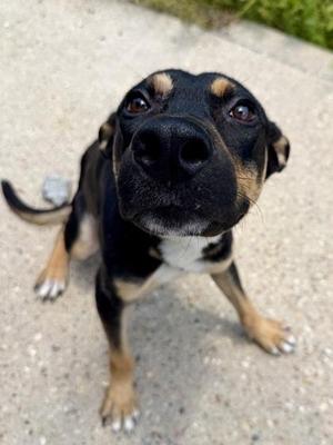Draco, Mixed Breed, adult, available for adoption