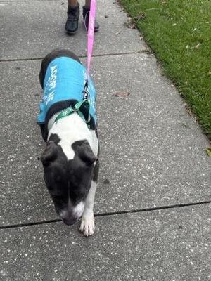 Gigi (in Foster), Pit Bull Terrier / Mixed Breed, adult, available for adoption