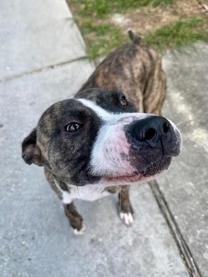 Dirk, Pit Bull Terrier / Mixed Breed, adult, available for adoption
