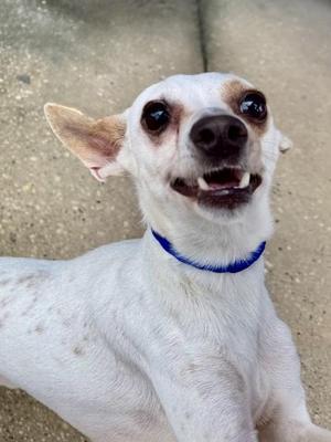 A white dog with brown spots on its face and ears, wearing a blue collar, looking up with its mouth open.